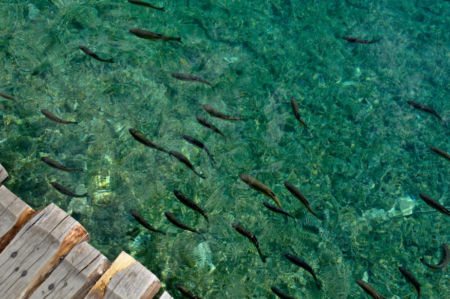 Fish at the Plitvice Lakes