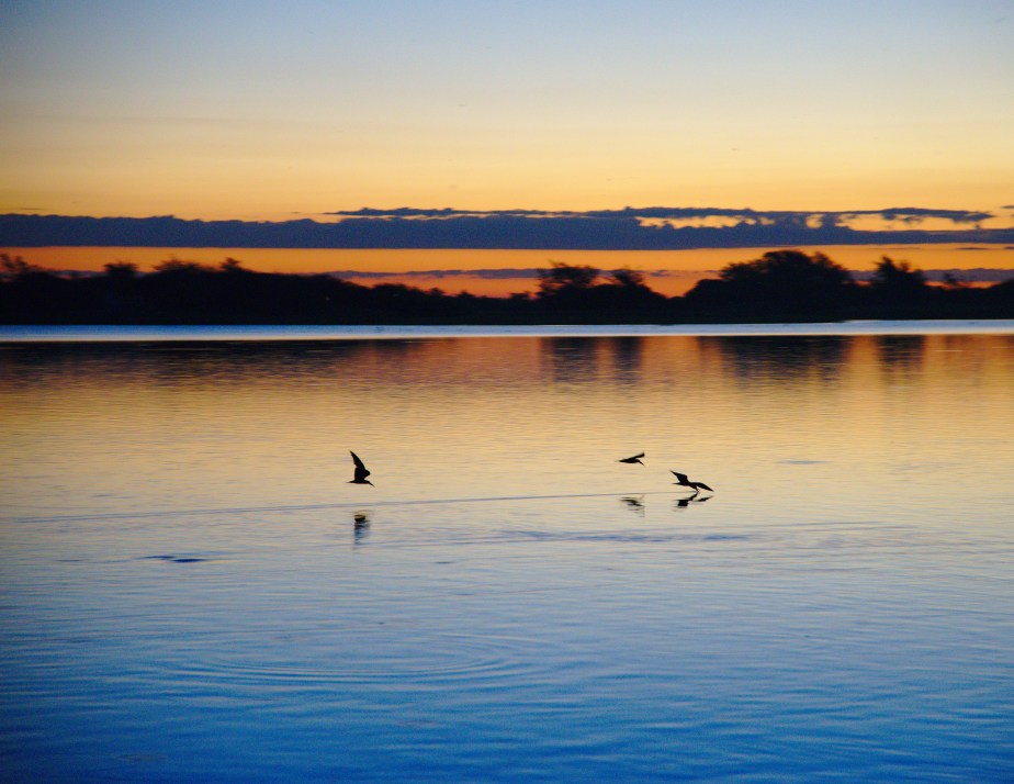 Birds feasting on the Zambezi